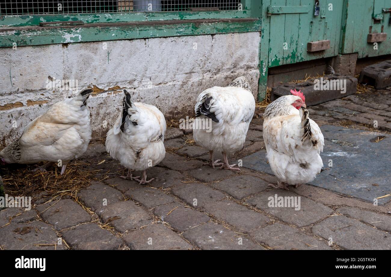 Freerange hens roaming freely in a farmyard. Stock Photo