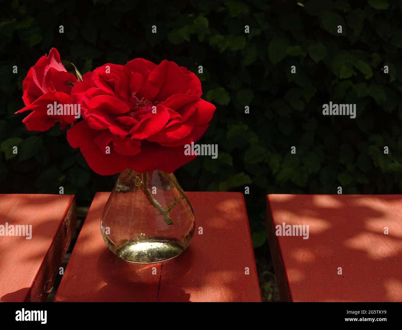 two blooming red roses in a glass vase on a wooden red table Stock Photo