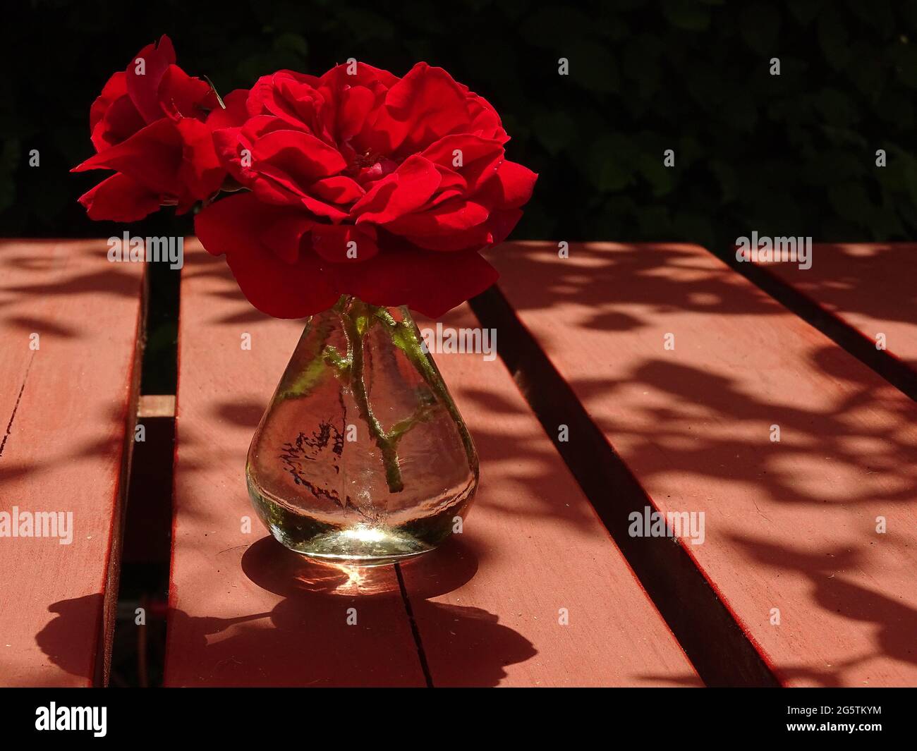 two blooming red roses in a glass vase on a wooden red table Stock Photo
