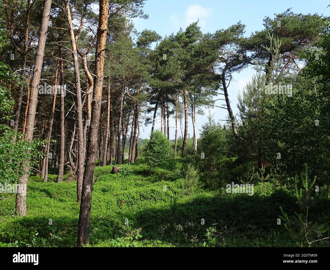 a forest with pine trees and blueberry bushes on the ground Stock Photo