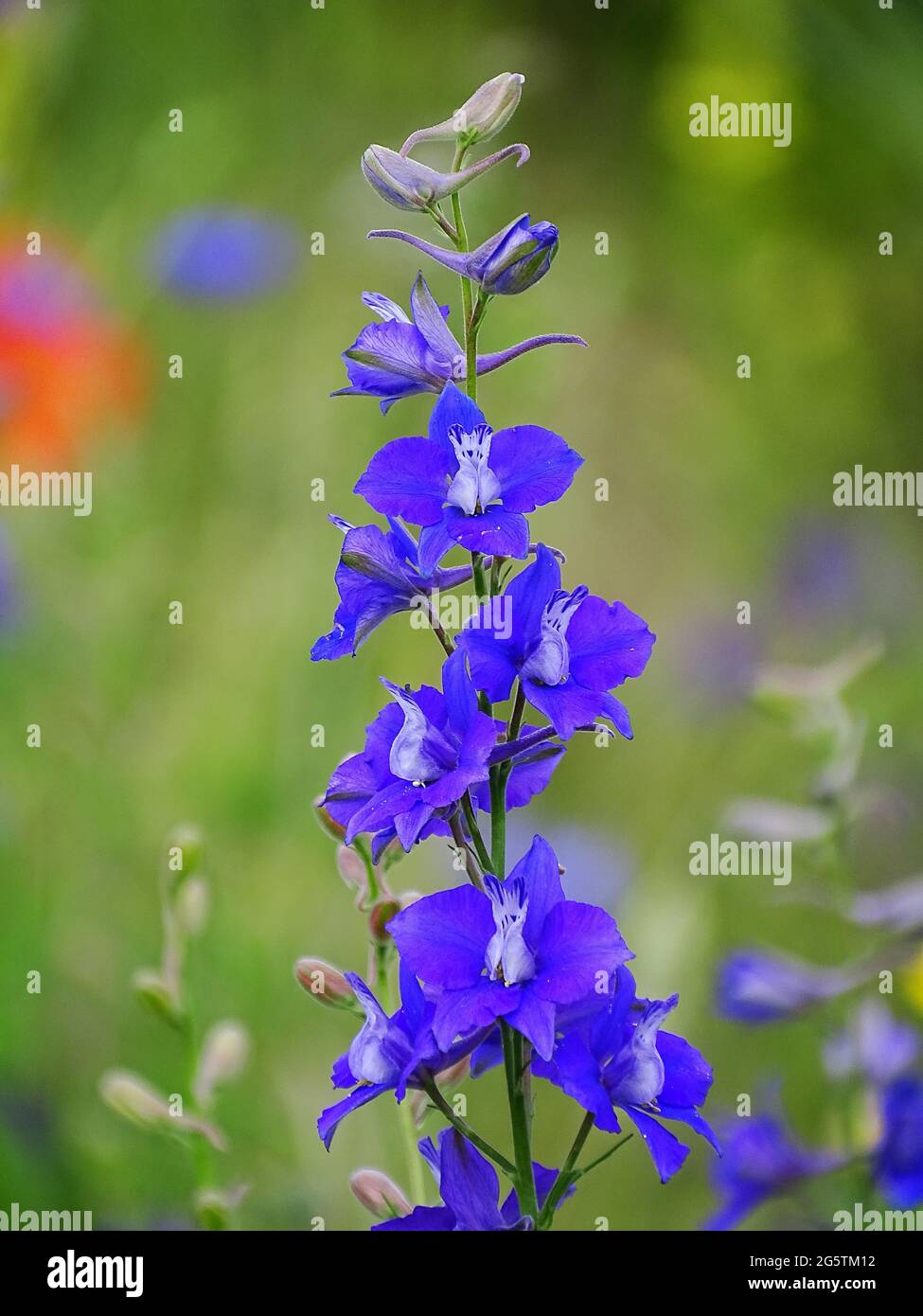 Blue one-year larkspur (Consolida ajacis) in the grass Stock Photo