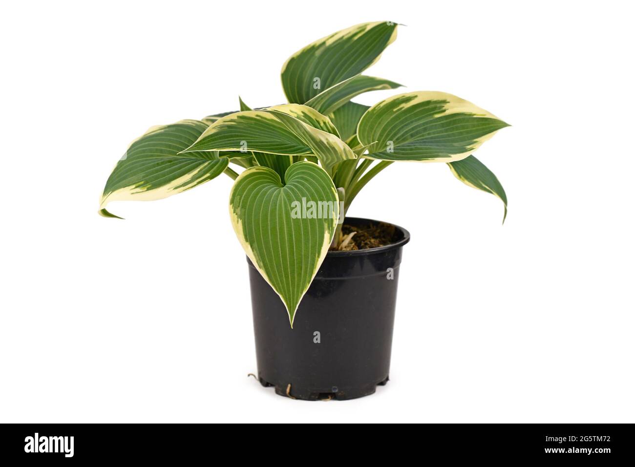 Side view of Hosta plant with green leaves and with white edges in black plastic flower pot isolated on white background Stock Photo