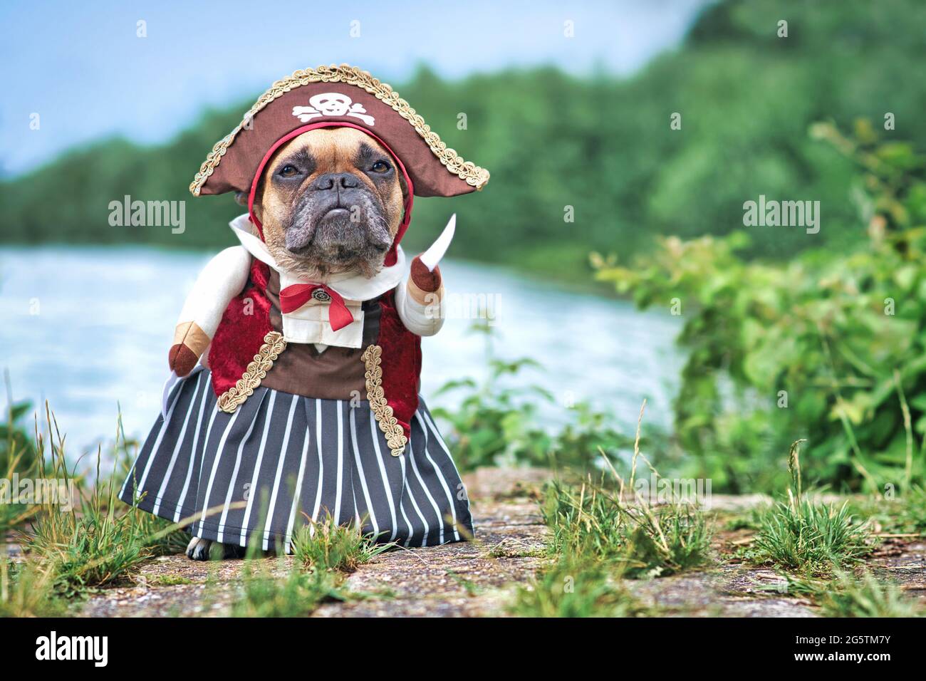 Funny French Bulldog dog  dressed up with pirate bride costume with hat, hook arm and dress standing at waterfront Stock Photo