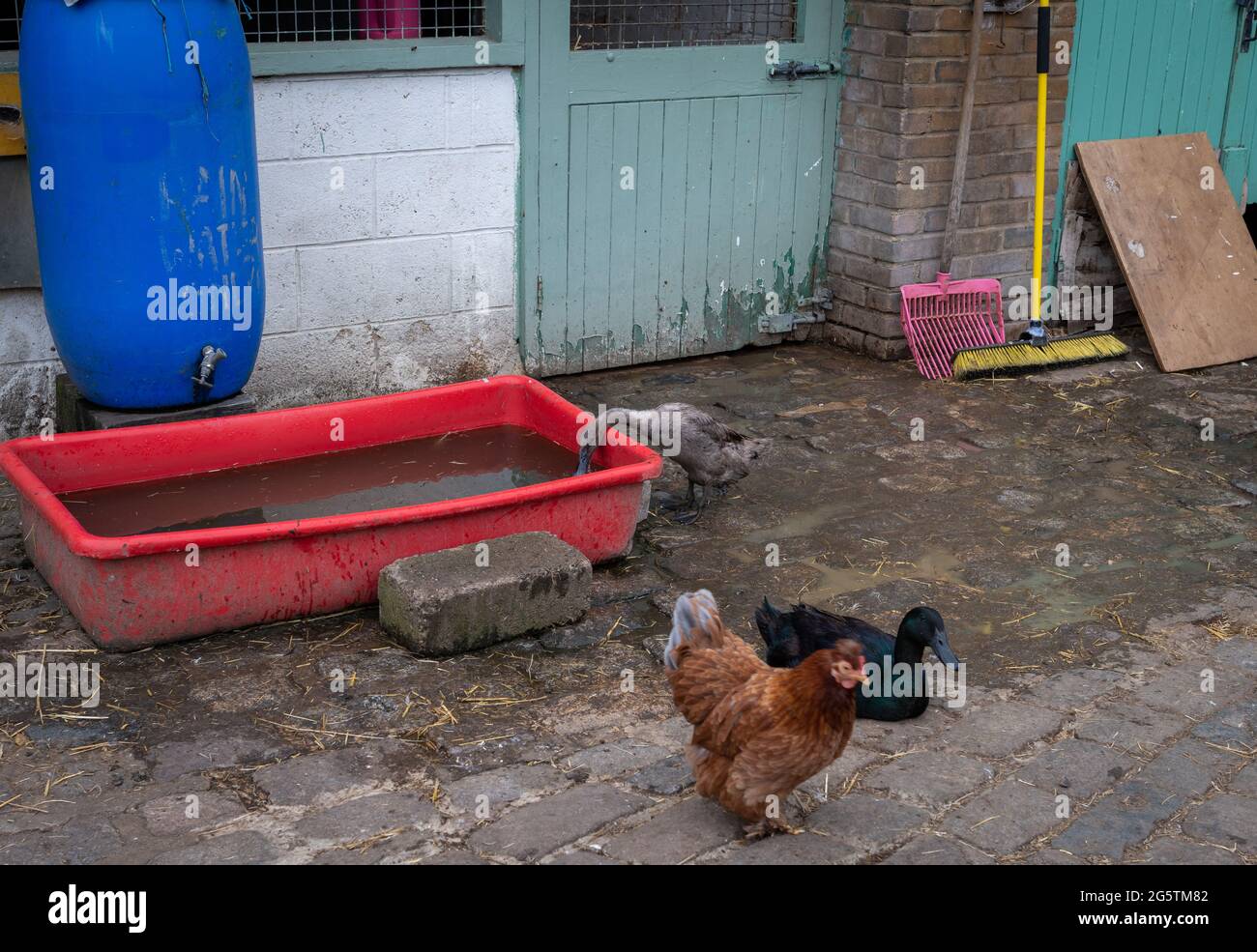 Freerange chicken and ducks in a farmyard Stock Photo