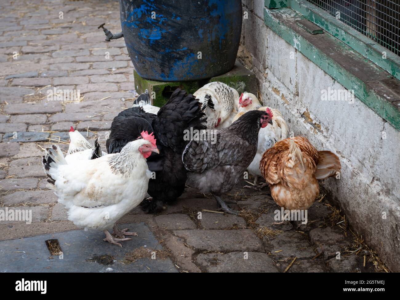 Freerange hens roaming freely in a farmyard. Stock Photo