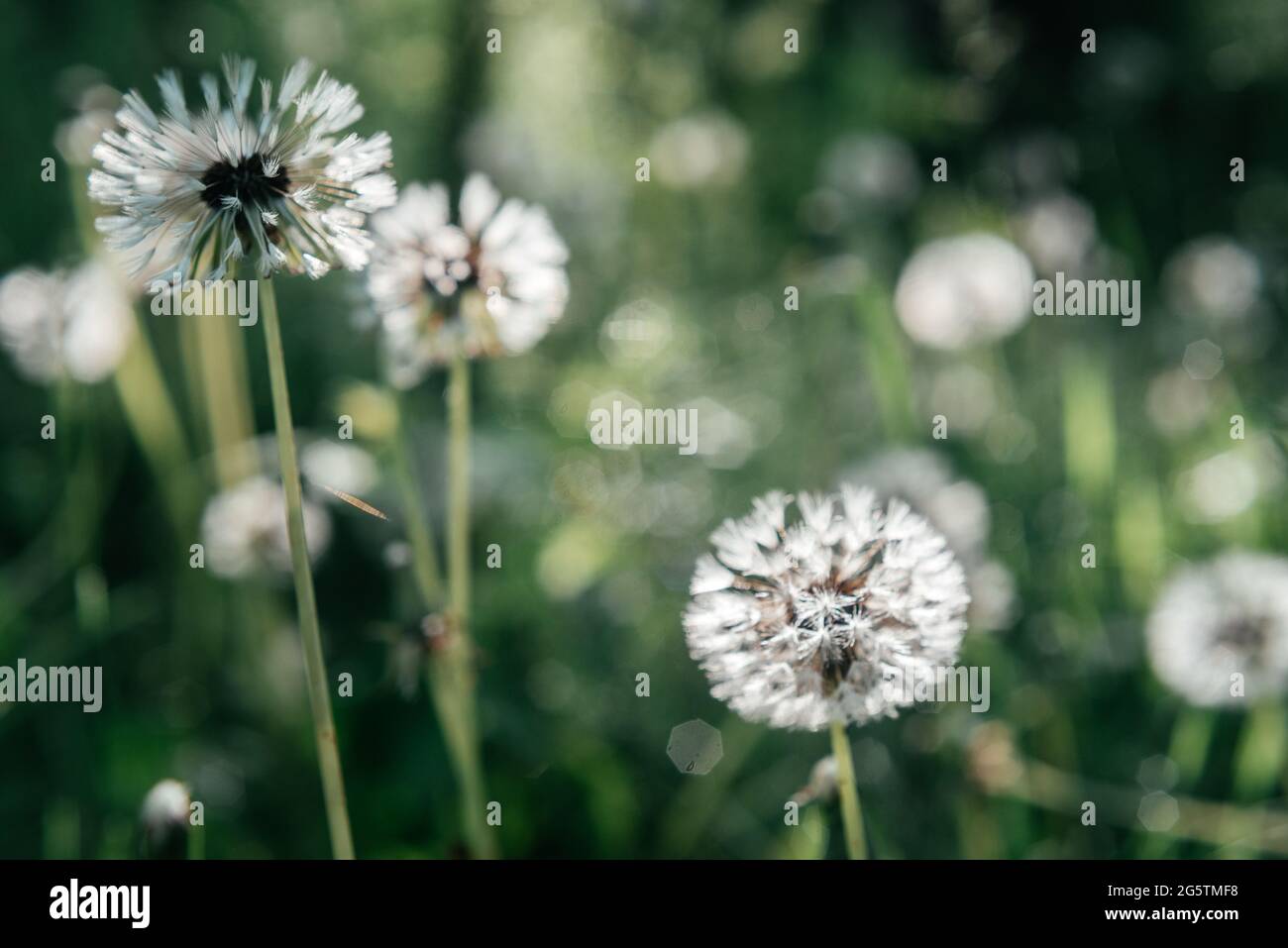 Flowering dandelion seed heads on green summer background, white dandelion flowers blooming in the meadow Stock Photo