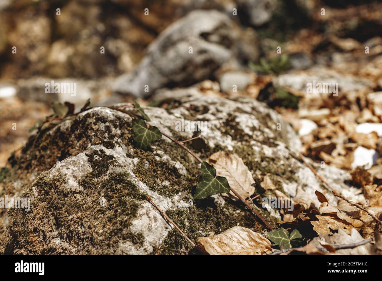 Dry autumn fallen leaves on forest ground Stock Photo - Alamy