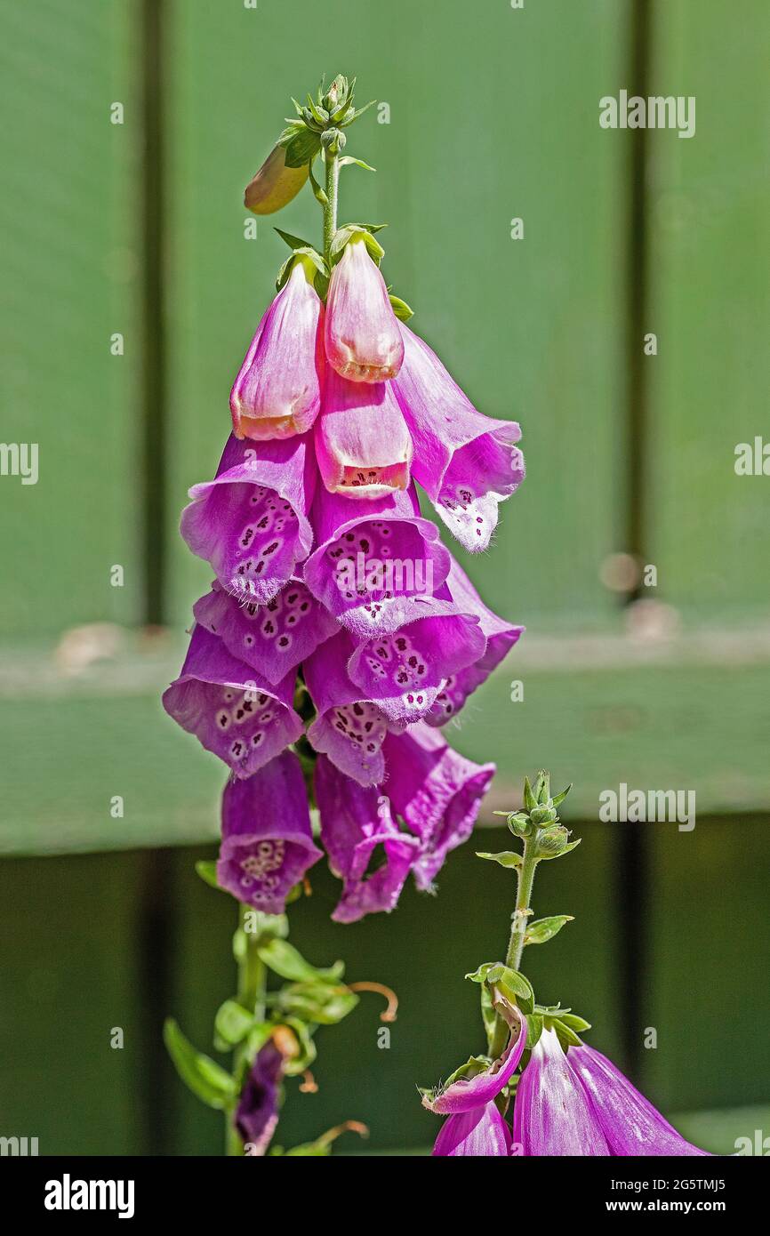 Flowering foxglove plant with florets partly opened against a green wall background Stock Photo