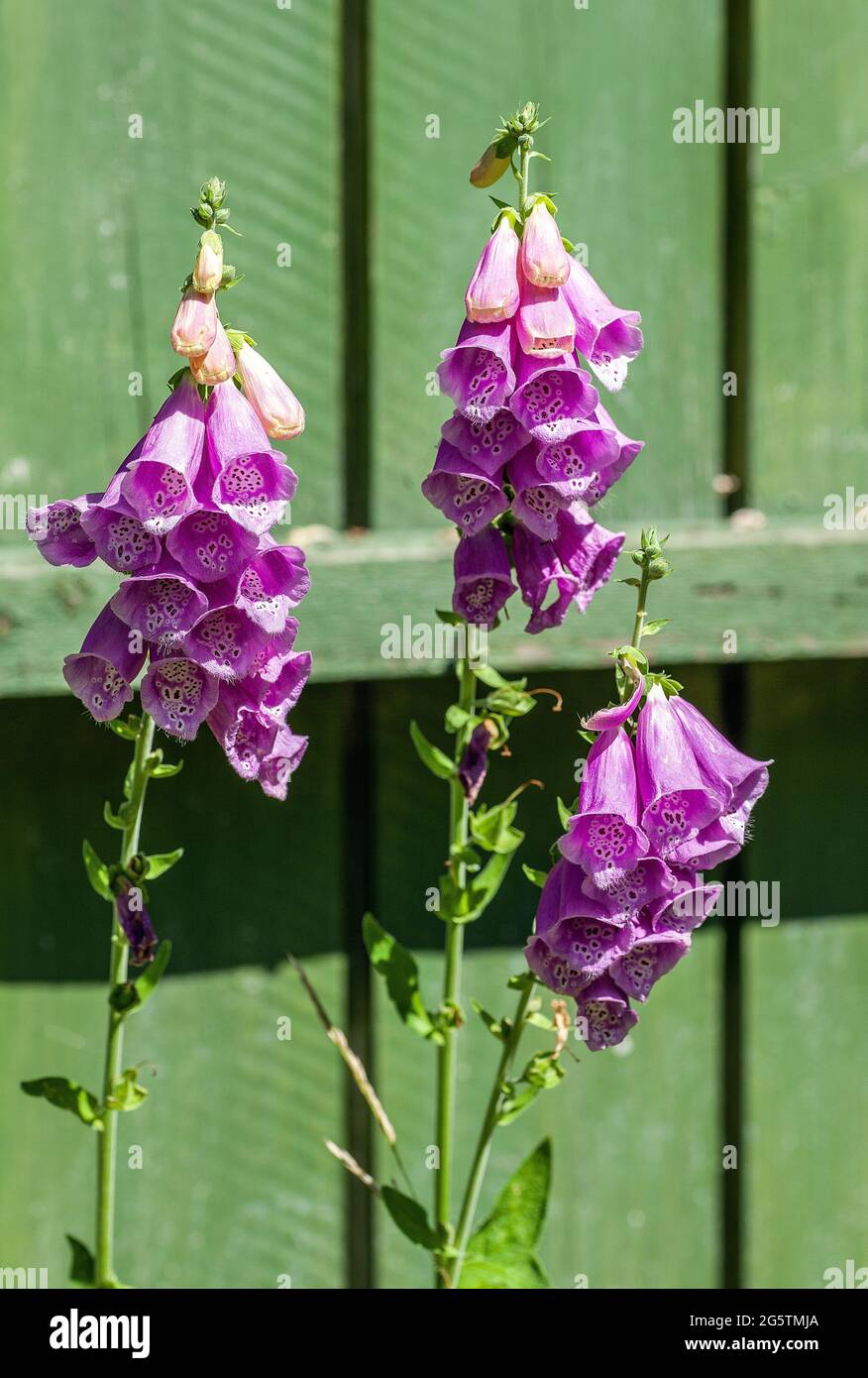 Flowering foxglove plant with florets partly opened against a green wall background Stock Photo