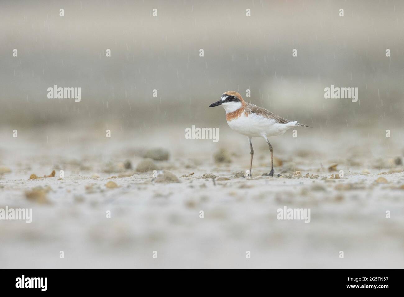 A greater sand plover on the Thai beach Stock Photo