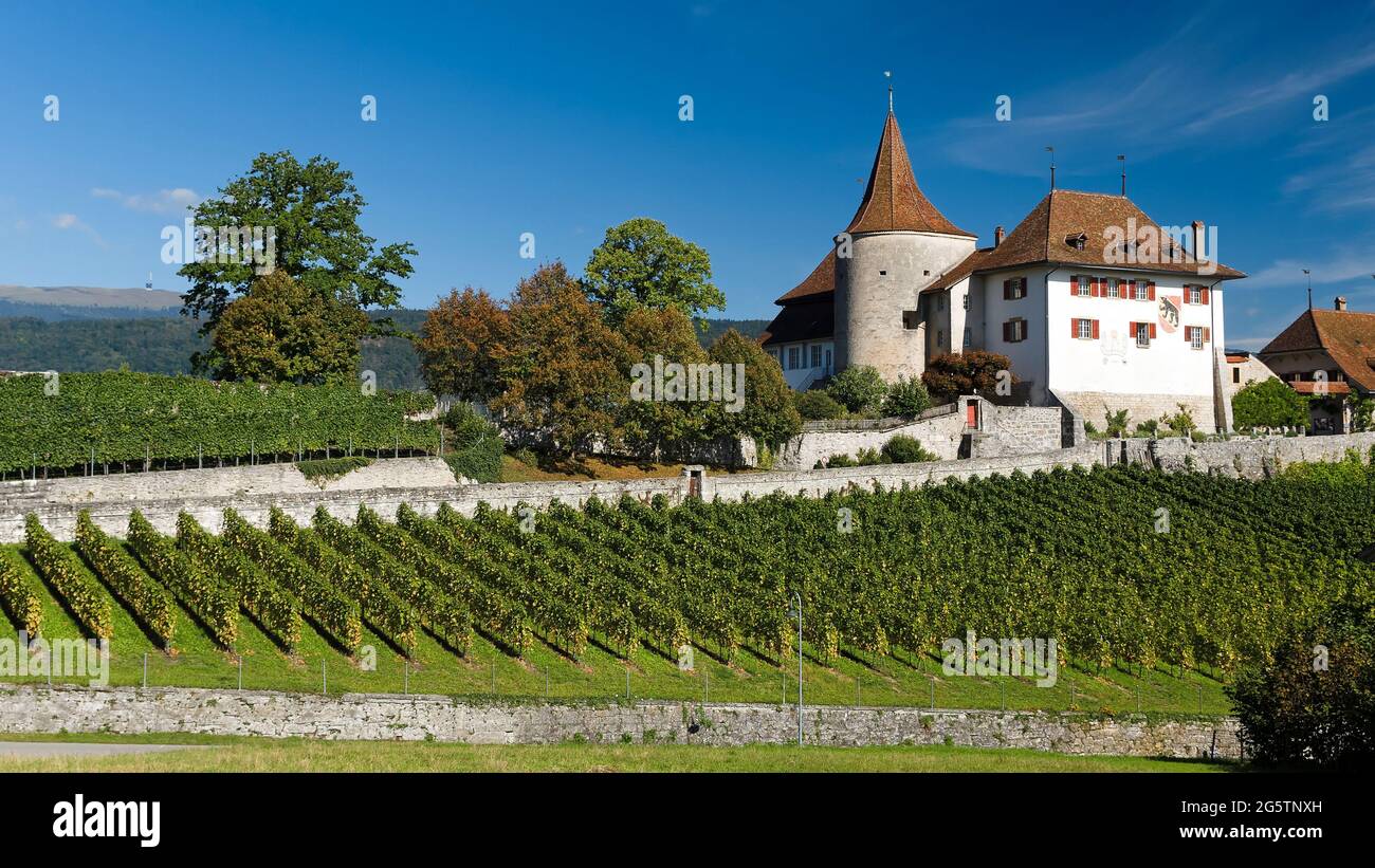 Schloss Erlach mit Rebberg m 25.09.15. Stock Photo