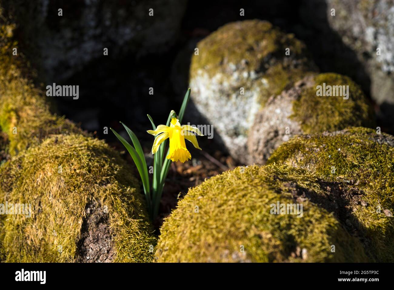 Frühlingsaspekt auf den Wiesen von Les Prés-d'Orvin am 30.03.17. Stock Photo