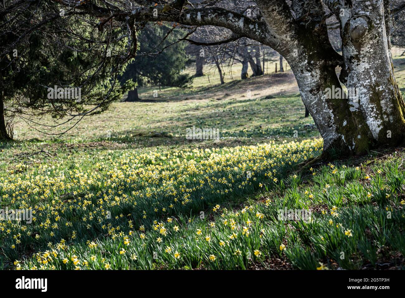 Frühlingsaspekt mit Jonquilles (Gelbe Narzisse) auf den Wiesen von Les Prés-d'Orvin am 30.03.17. Stock Photo