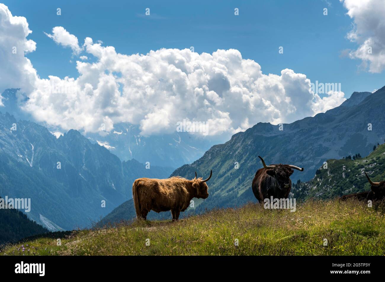 Schottisches Hochlandrind (Highland cattle) bei Blaunca über dem Silsersee in  der Gem. Sils im Engadin/Segl, am 20.07.19. Stock Photo