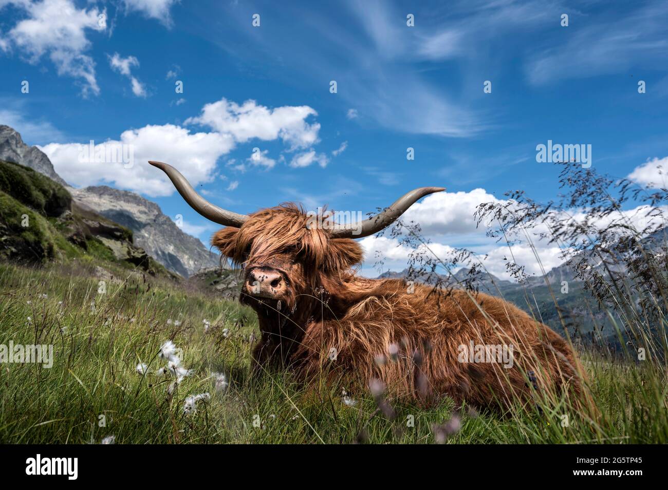 Schottisches Hochlandrind (Highland cattle) bei Blaunca über dem Silsersee in  der Gem. Sils im Engadin/Segl, am 20.07.19. Stock Photo