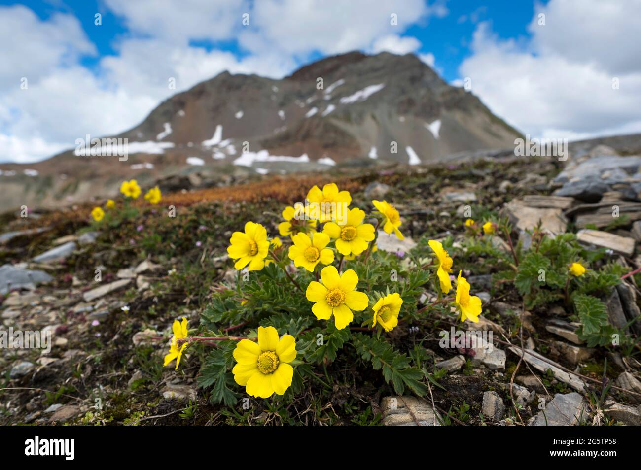 Kriechende nelkenwurz hi-res stock photography and images - Alamy