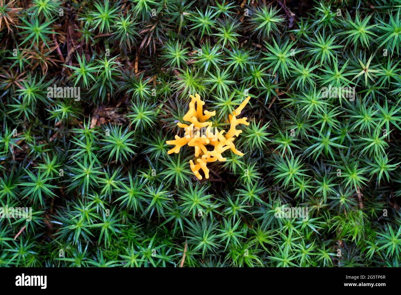 Goldgelbe Koralle (Ramaria aurea) zwischen Widertonmoos (Polytrichum formosum) in Fichtenwald am Fluss 'Schwarzer Regen' in Bayerisch Kanada, Gem. Soh Stock Photo