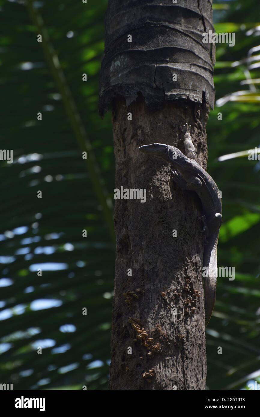 Monitor lizard climbing upon a tree Stock Photo