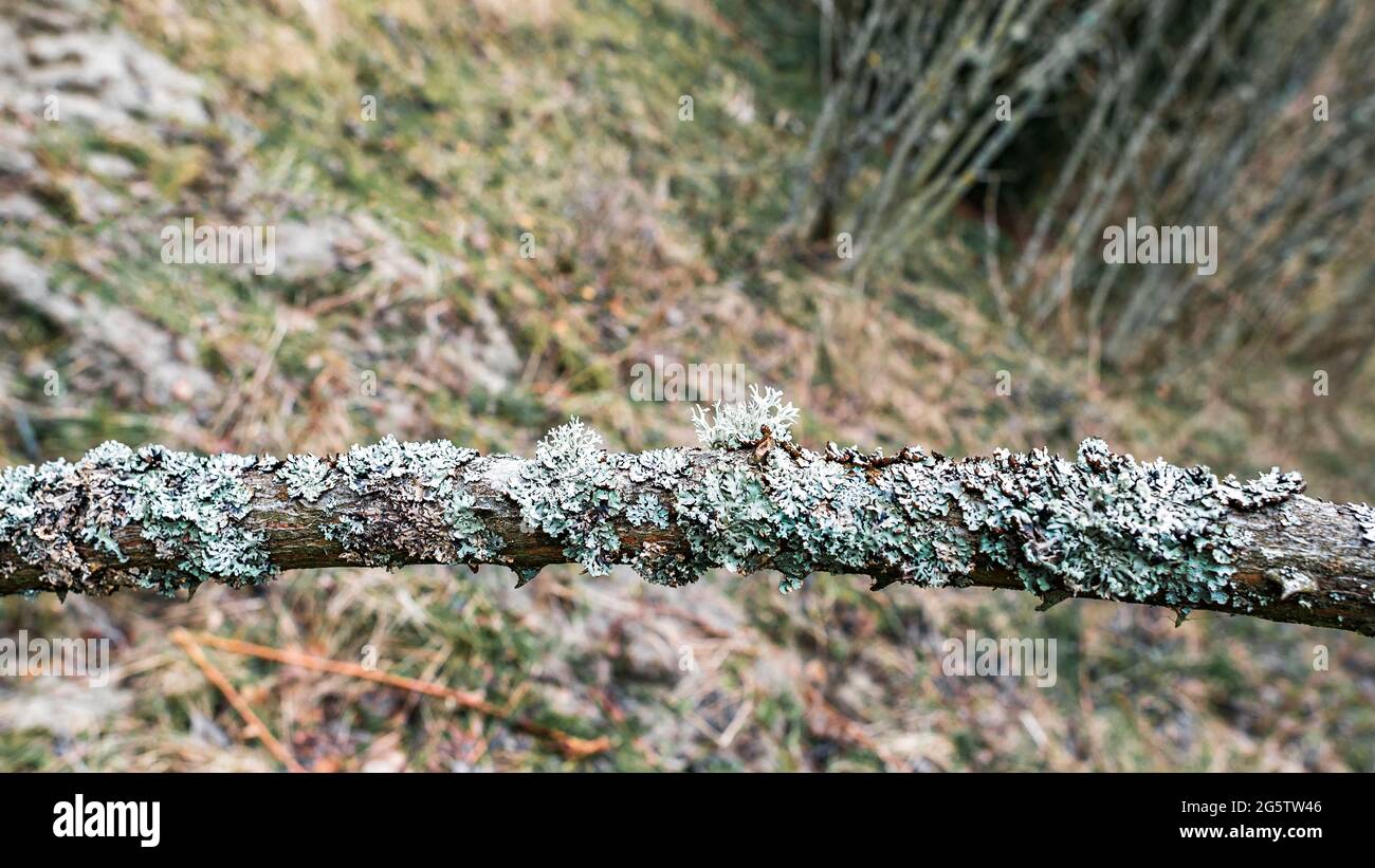 A tree branch abundantly overgrown with the gray lichen hypogymnia Stock Photo