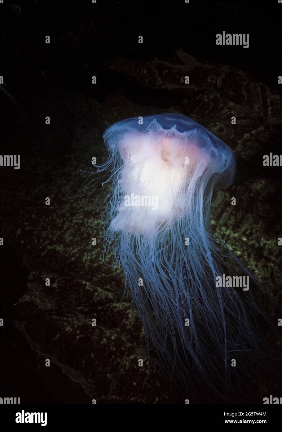 Blue jellyfish (Cyanea lamarckii) drifting in front of coastal rocks, UK. Stock Photo
