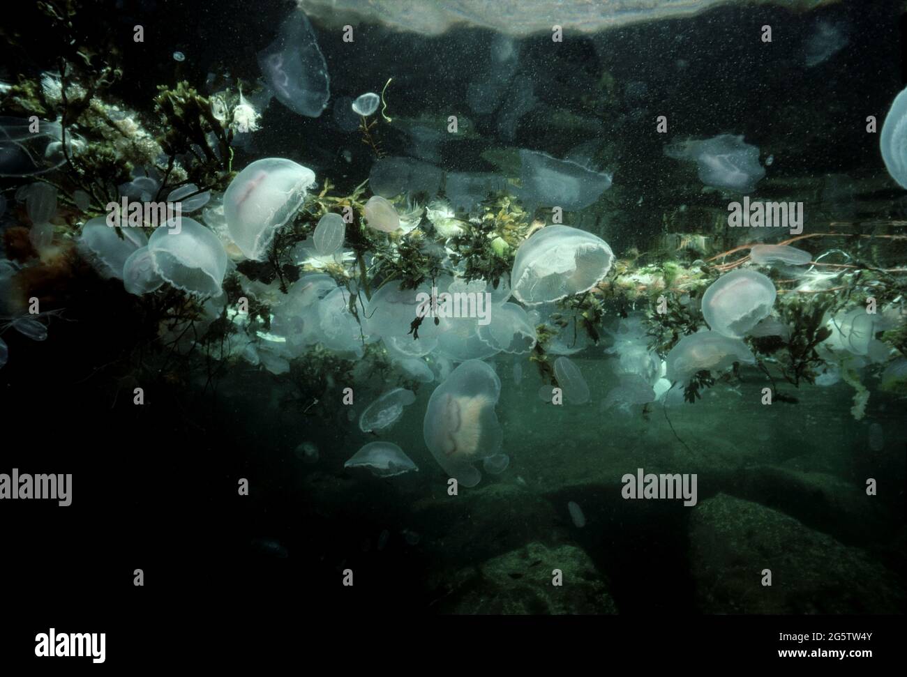Jellyfish, seaweed and other detritus trapped in a gully at the surface, UK. Stock Photo