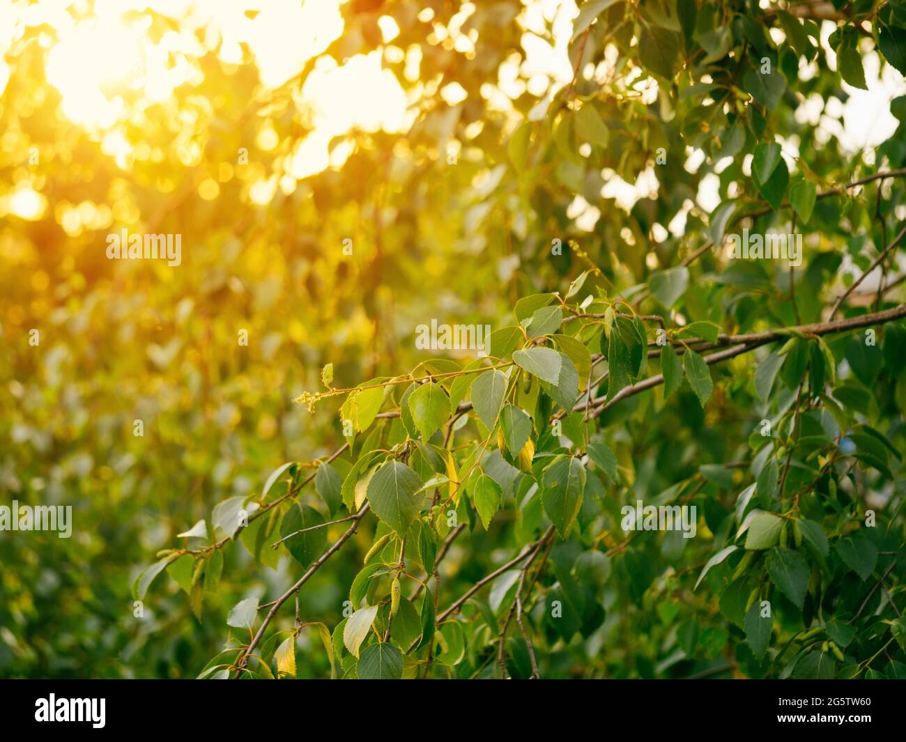Yellow sun rays hi-res stock photography and images - Alamy