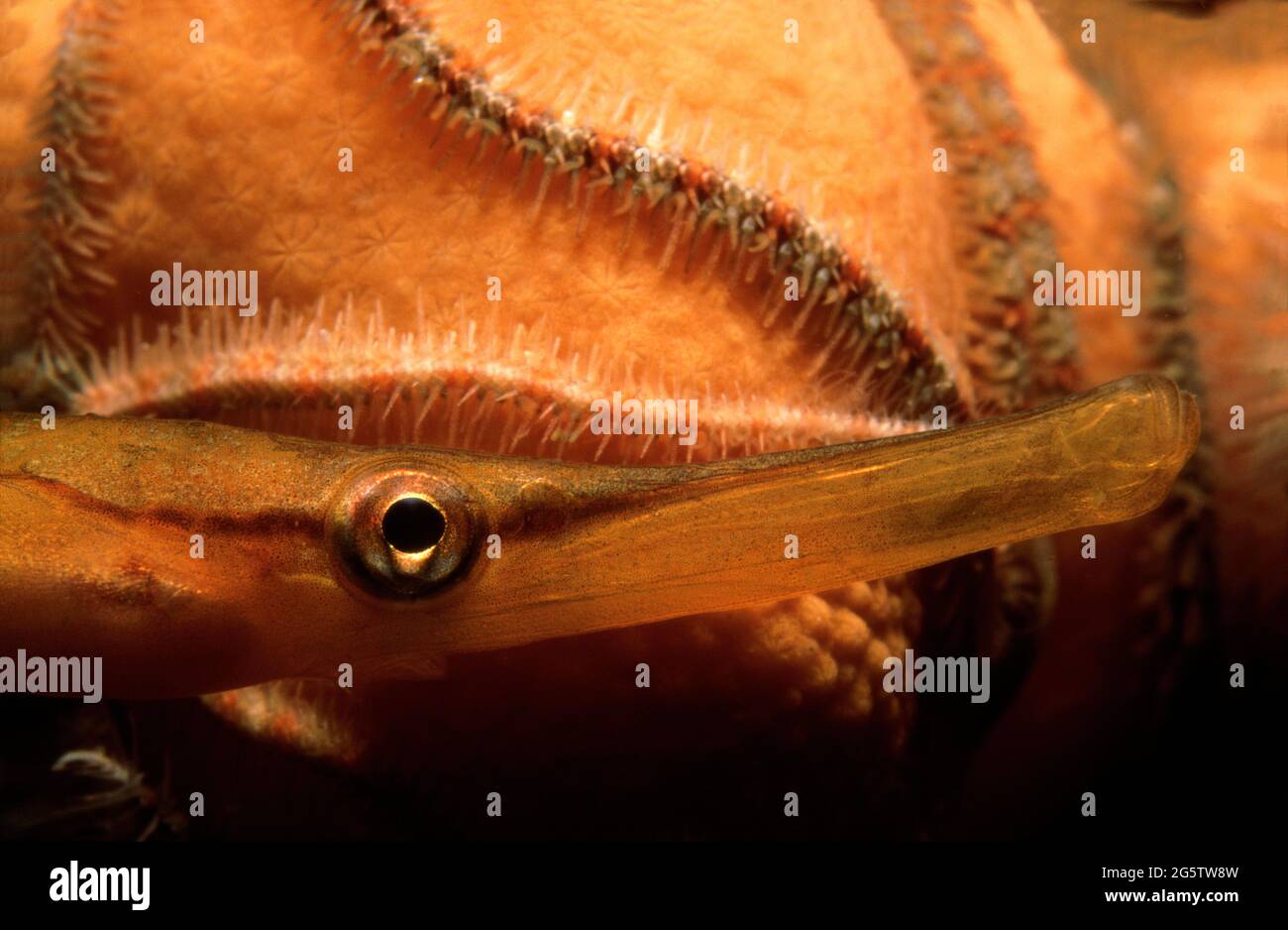 Snake pipefish (Entelurus aequoreus) closeup of head, face, eye, snout and mouth, UK. Stock Photo