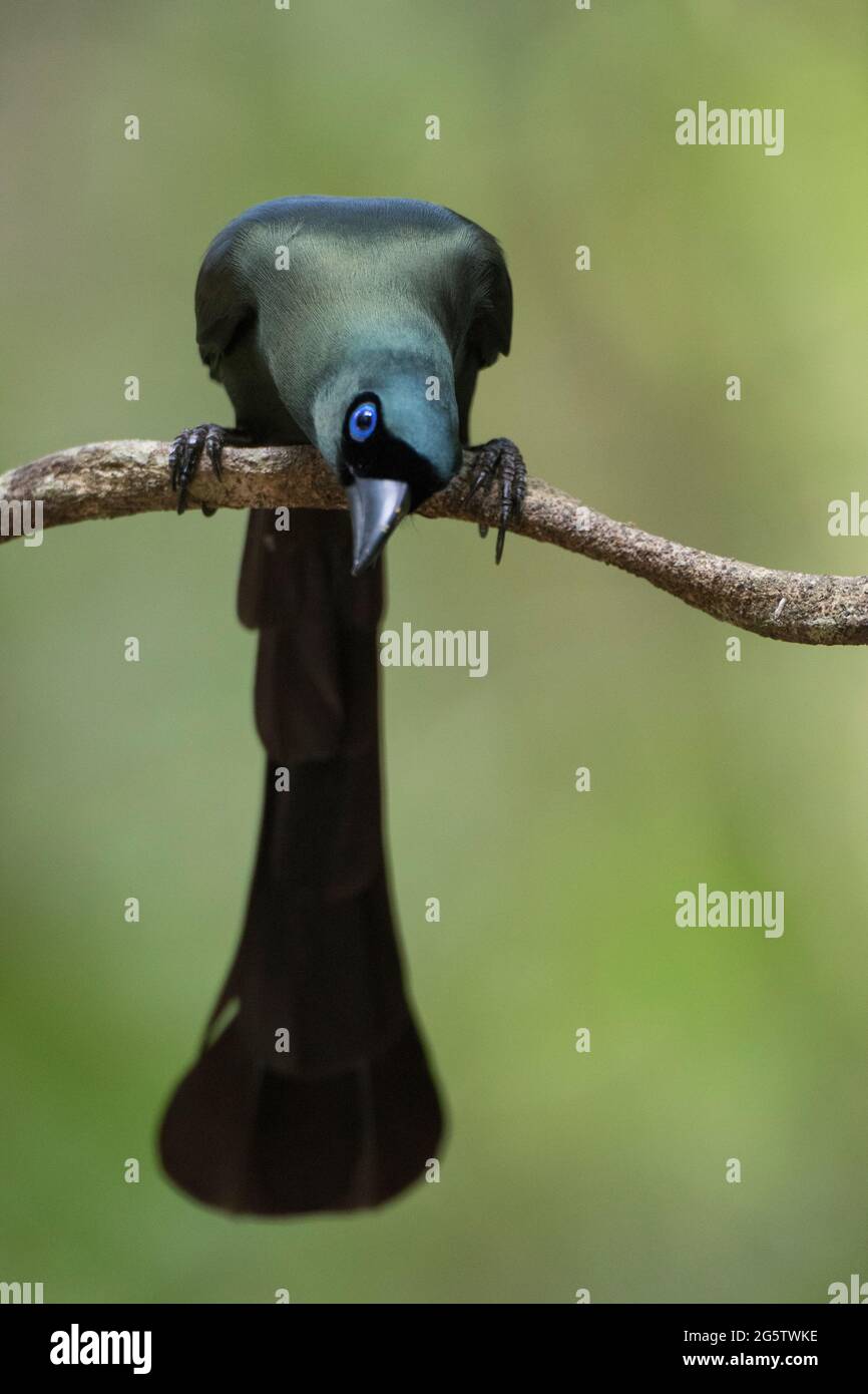 A Racket Tree Racket tailed hi-res stock photography and images - Alamy
