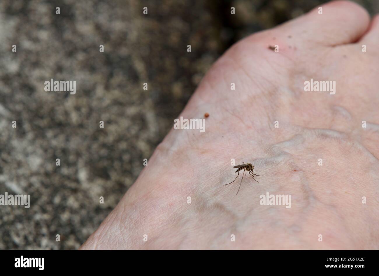 A mosquito sucking blood on a humans bare foot Stock Photo