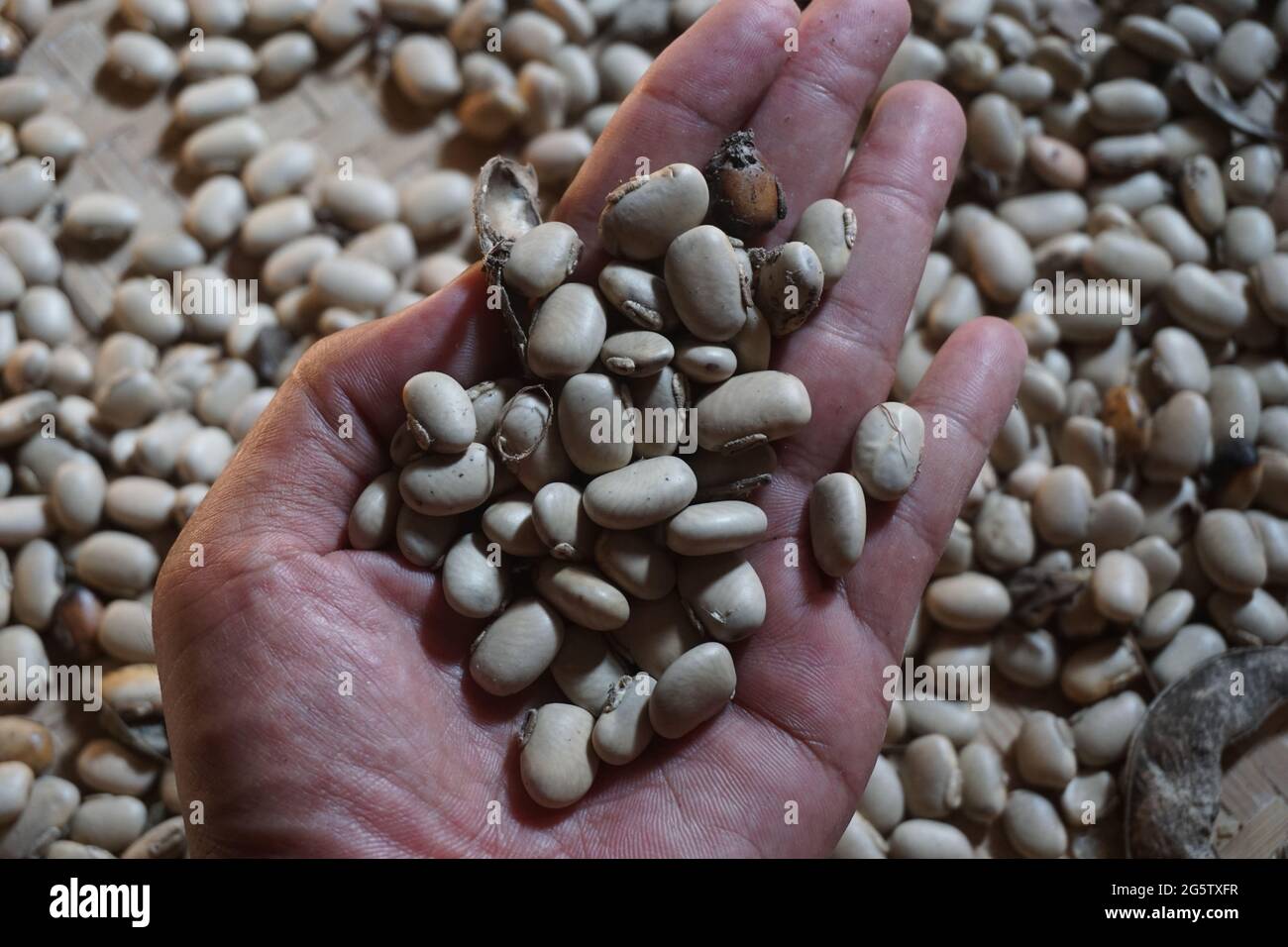 Velvet bean seed holding by hand. Indonesian call velvet bean with
