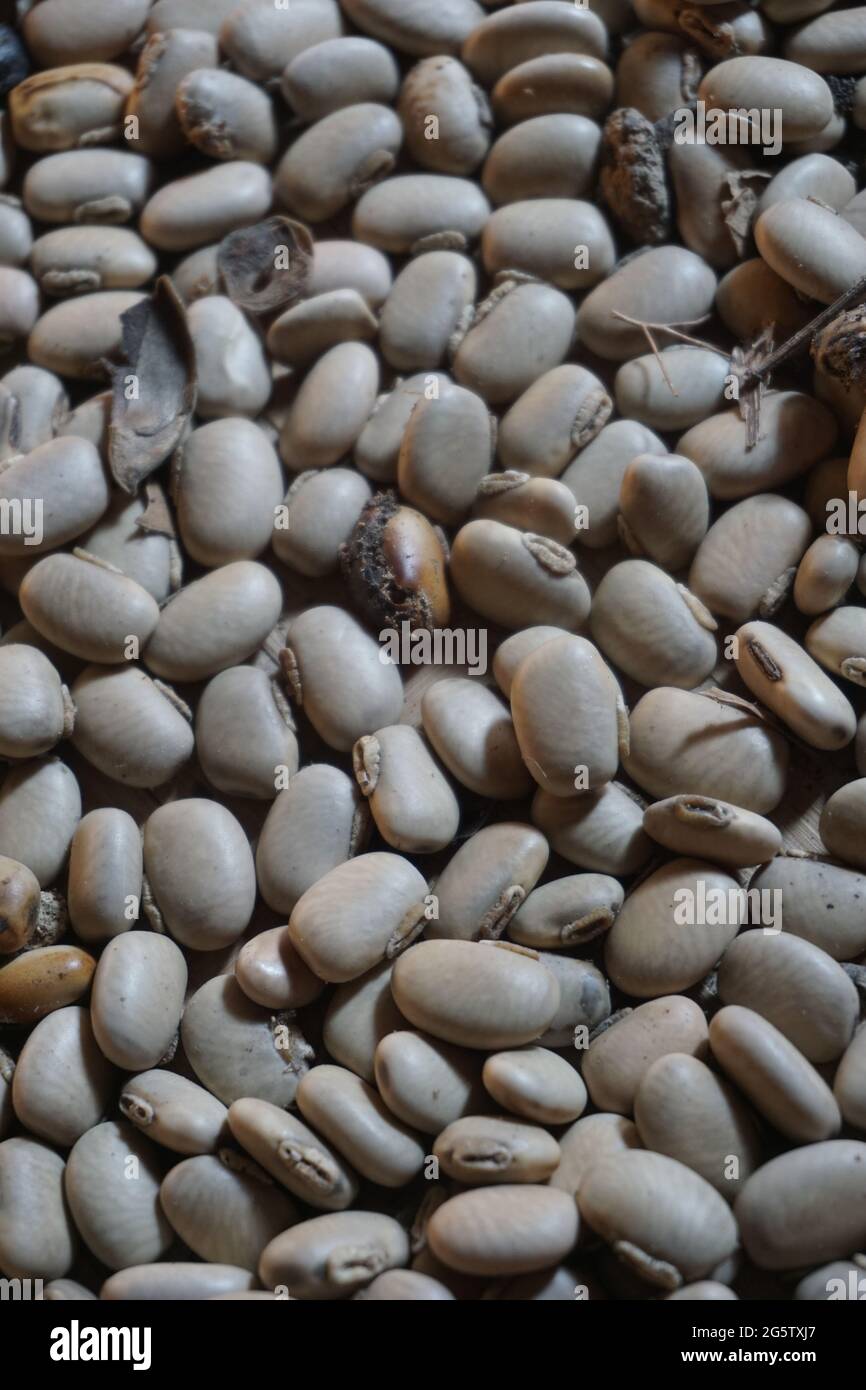 Velvet bean seed holding by hand. Indonesian call velvet bean with benguk and sometime use as tempe Stock Photo