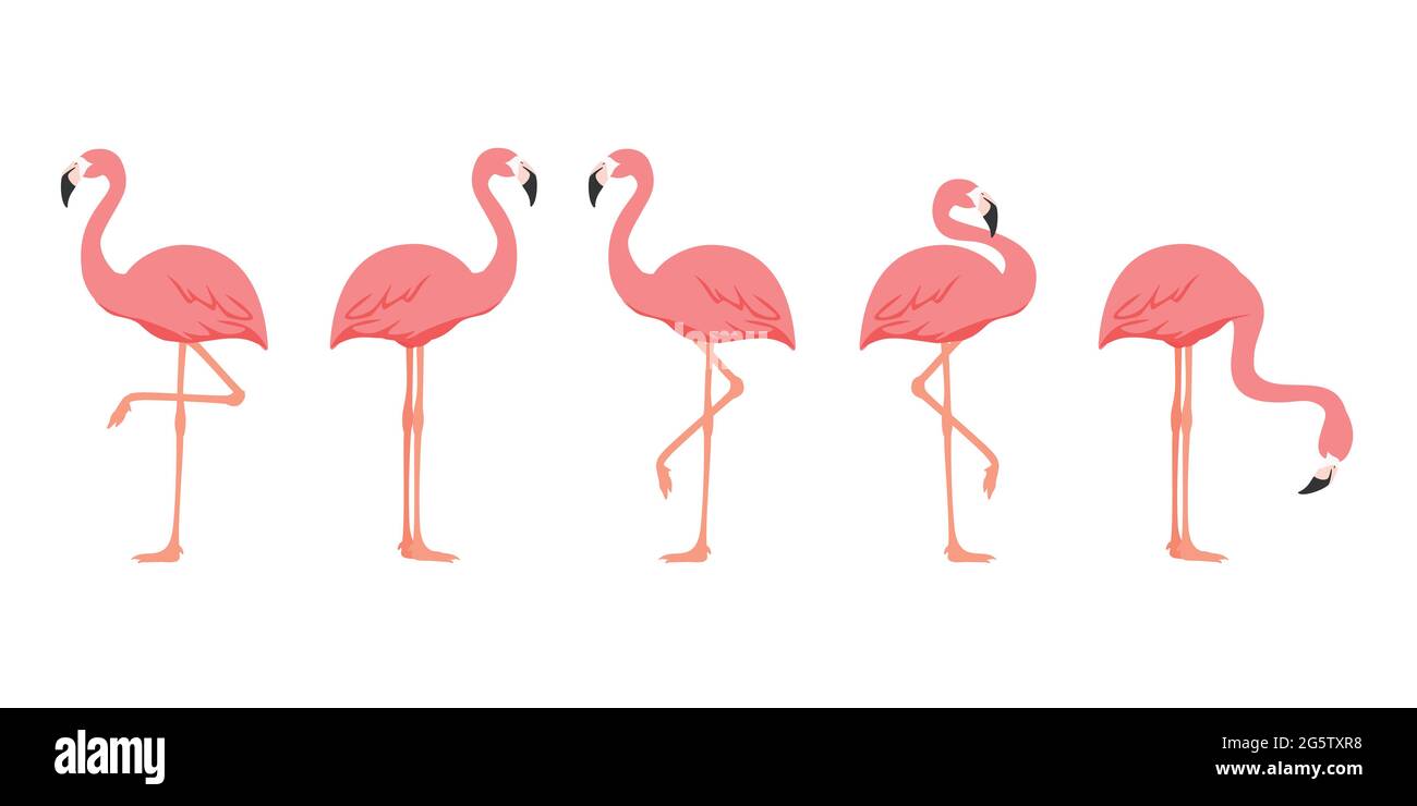 Flamingo bird animal set isolated on white background. Vector Stock ...