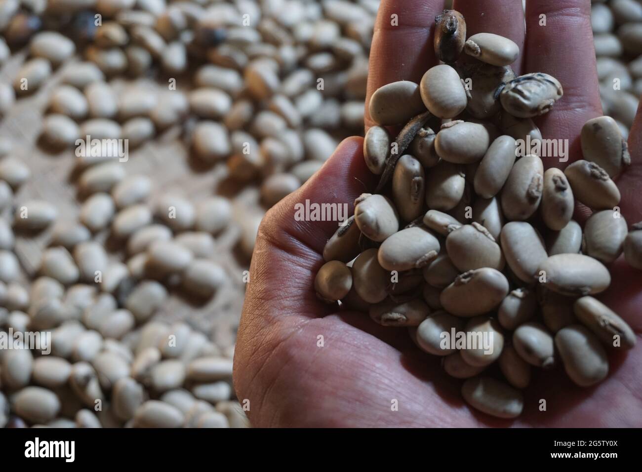 Velvet bean seed holding by hand. Indonesian call velvet bean with benguk and sometime use as tempe Stock Photo