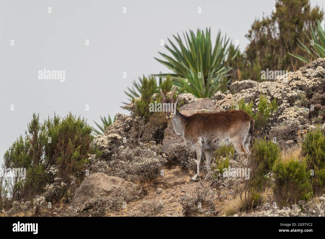 Walia Ibex - Capra walie, beautiful endemic ibex from Simian mountains, Ethiopia. Stock Photo