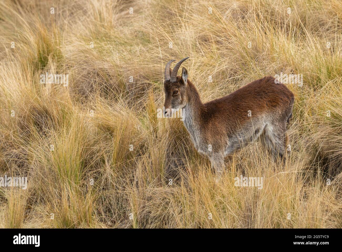 Walia Ibex - Capra walie, beautiful endemic ibex from Simian mountains, Ethiopia. Stock Photo