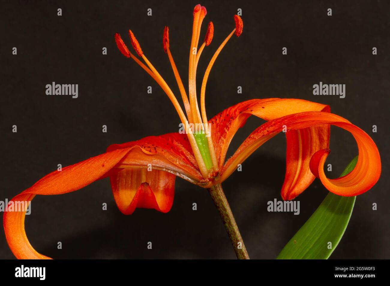The details of the reproductive parts of a Lily flower. The pollen bearing anthers(male) on long filaments surround the female stigma Stock Photo