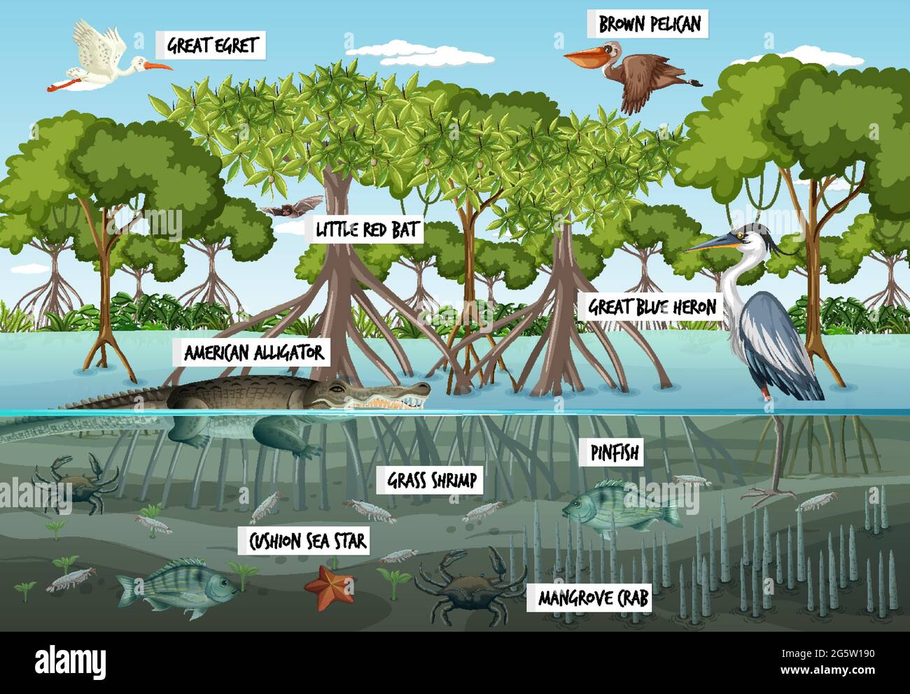 Mangrove forest landscape scene at daytime with many different animals ...