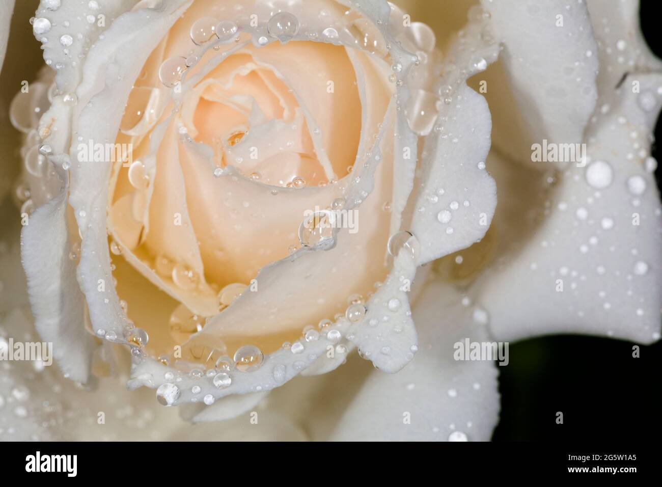 Close-up of rose flower, white with a pink blush, rain drops, UK, spring. Stock Photo