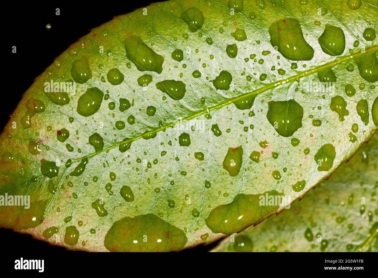 Green leaf with raindrops, UK, spring. Stock Photo
