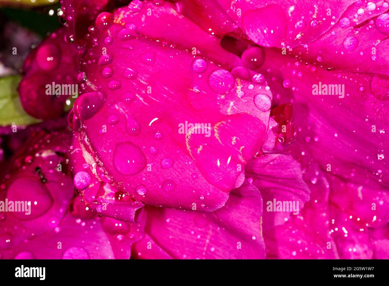 Close-up of pink rose flower, with rain drops, UK, spring. Stock Photo