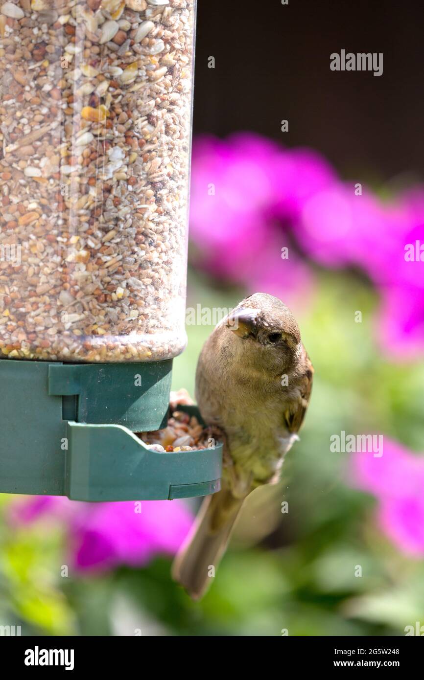 garden sparrow at feeder Montrose Scotland Stock Photo Alamy