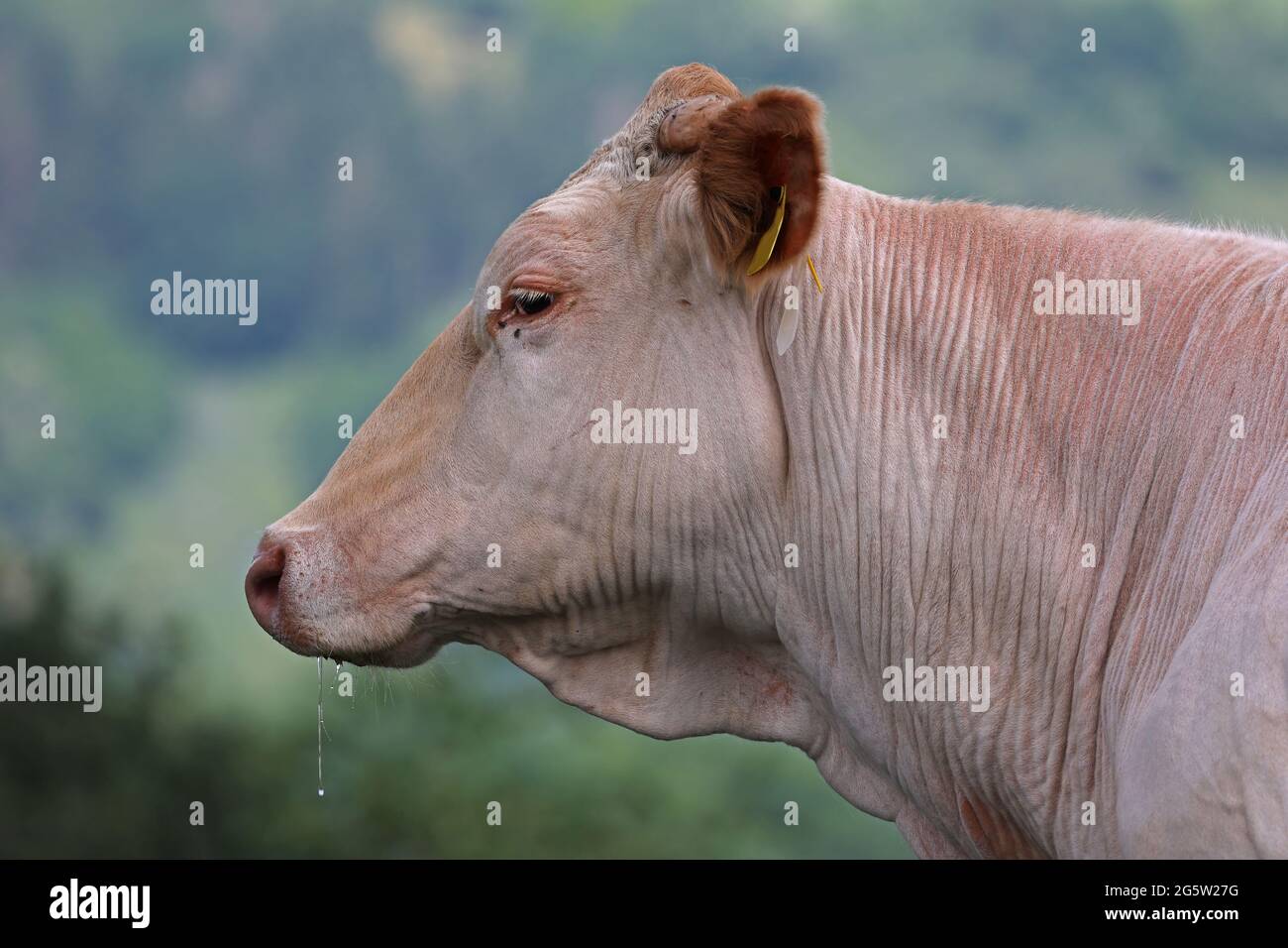 Cow with herd in summer on the pasture Stock Photo - Alamy