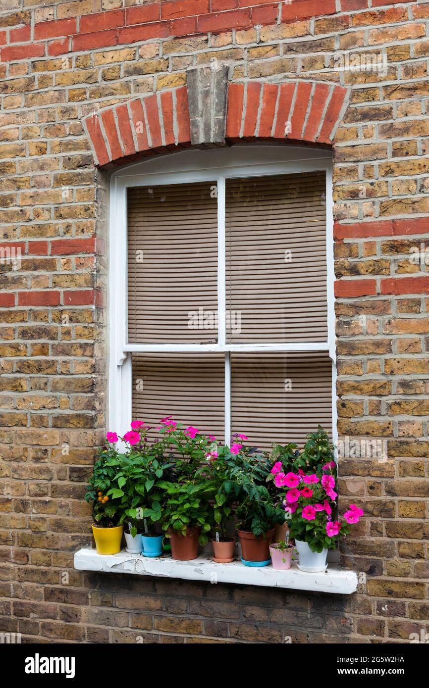 Colourful flower pots on a window sill. In front of a a blinded sliding slash window. UK. Stock Photo