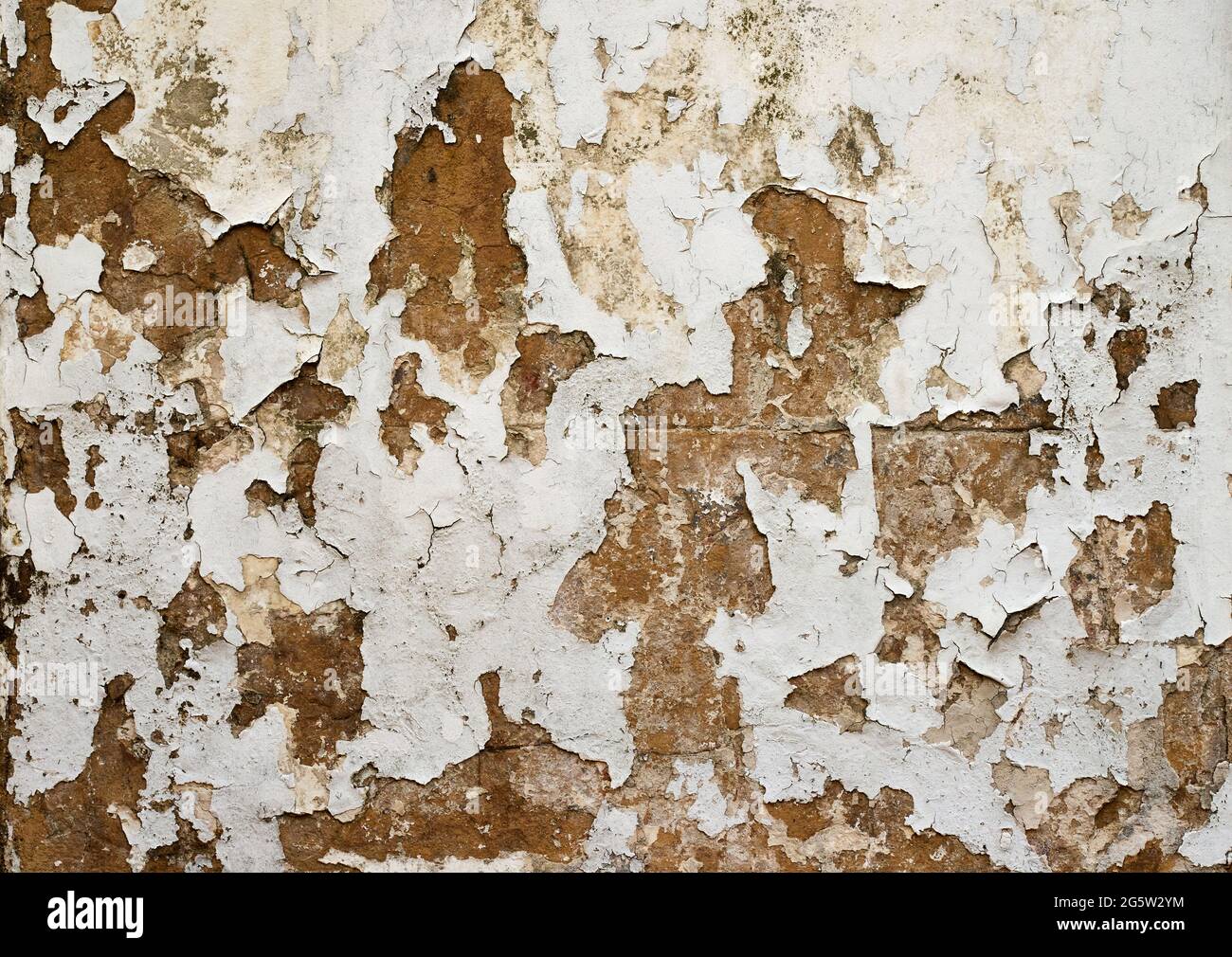 Heavily distressed and textured paint coming off a plaster wall Stock