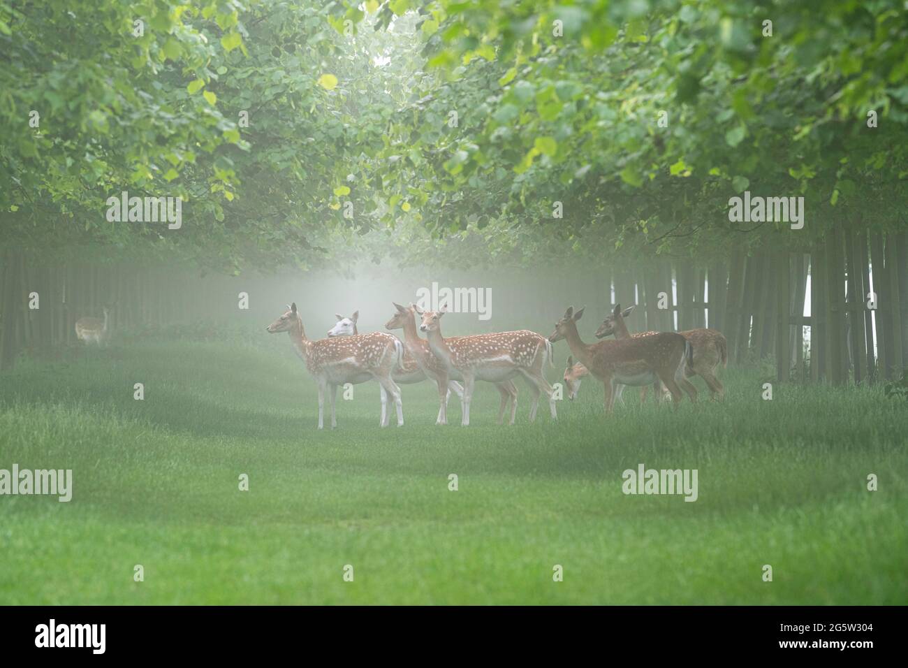 Group of fallow deer caught in the magical early morning mist by lime trees Stock Photo
