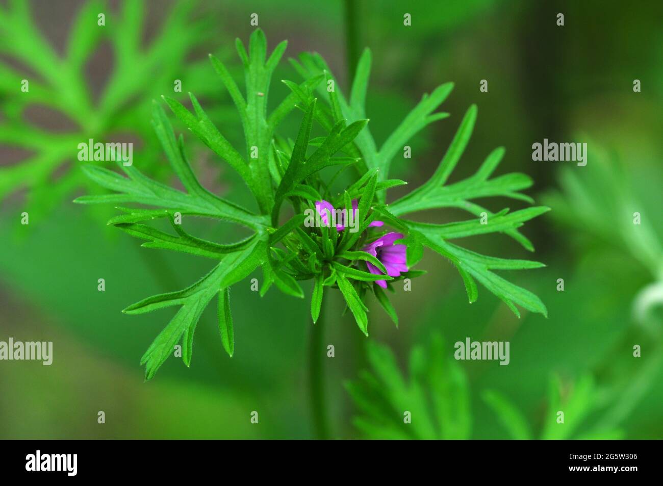 Cut-leaved cranesbill flowers and foliage. Stock Photo