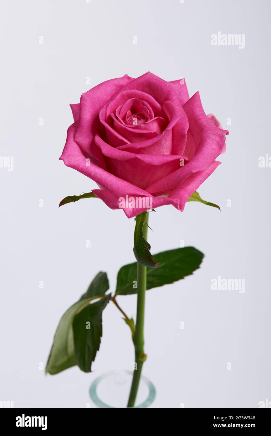 Rosa aqua rose hi-res stock photography and images - Alamy