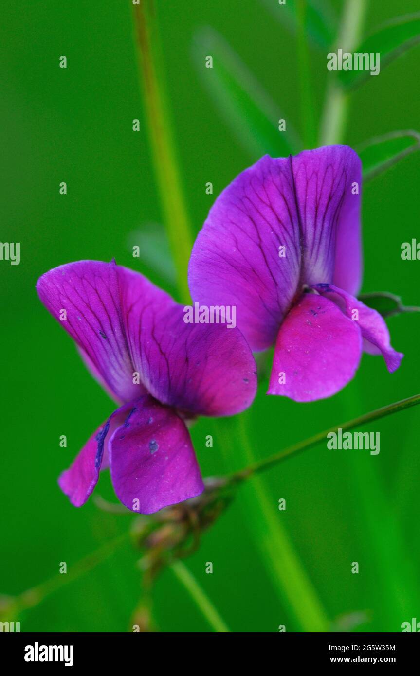 Common vetch in flower. Stock Photo