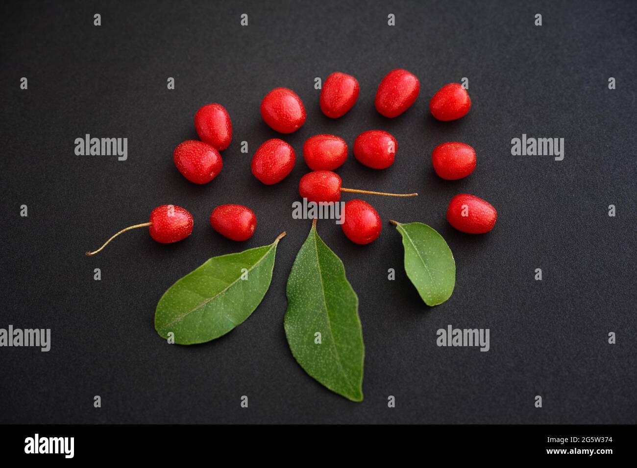 Ripe red silverberries with leaves around them. Low key. Close up. Stock Photo