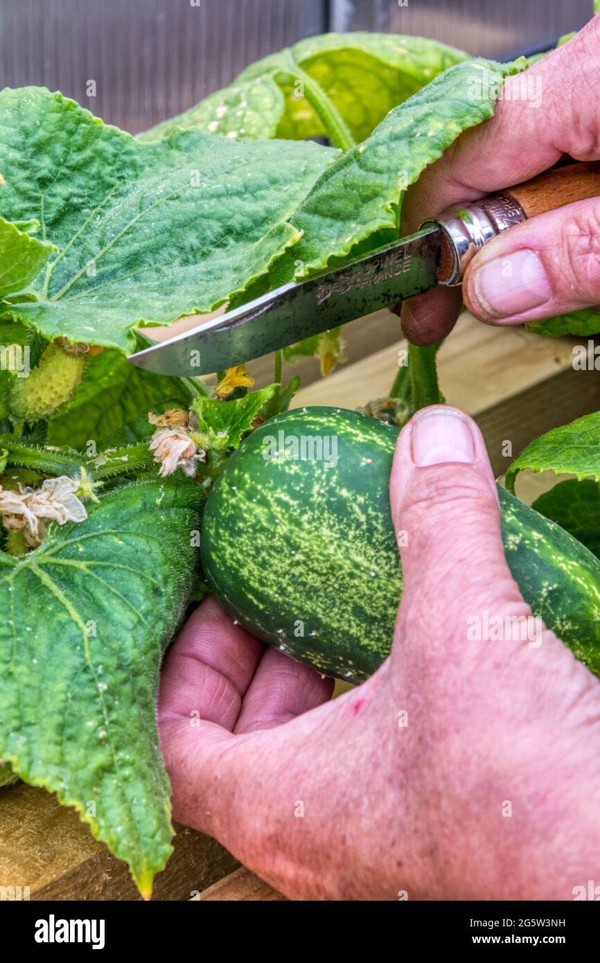 Woman harvesting a Dar cucumber, Cucumis sativus, growing in a greenhouse. Stock Photo
